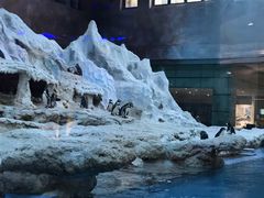 -帝企鹅自助餐厅•儿童岛•真企鹅(长隆企鹅酒店)