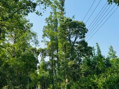 -上海长兴岛郊野公园