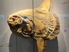 -上海自然博物馆