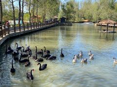 -溱湖国家湿地公园