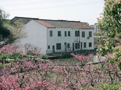 -田园东方蜜桃村的田野营地