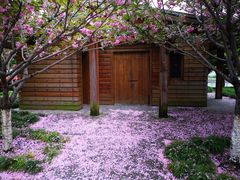 -高东镇樱花园
