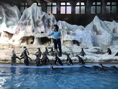 -帝企鹅自助餐厅•儿童岛•真企鹅(长隆企鹅酒店)