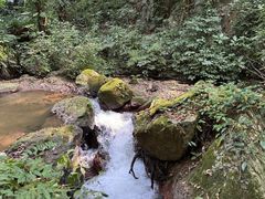 -莫里热带雨林景区