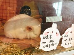 -藦茜花园宠物主题亲子互动体验馆(国顺东路店)