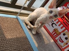 -屋虎猫馆(宝安大仟里店)
