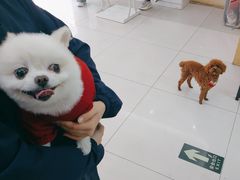 -全心全意连锁动物医院·微创中心·内科急重症·心脏专科(丰管路店)