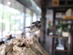 -禅驿嘉定院子-禅欢江景餐厅·中餐·户外烧烤定制(乐山大佛店)