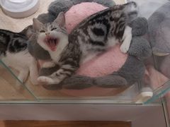 -COLOR PETS 撸猫馆·购猫·猫咖(长风大悦城店)