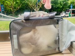 -momokira米努特·德文卷毛猫·棉花面纱犬