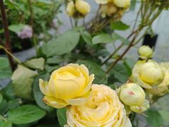 -白鹭湾湿地公园