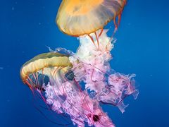 -太平洋海底世界