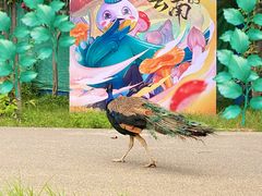 -云南野生动物园