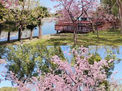 -新江湾城公园