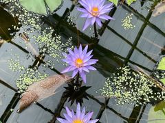 -国家植物园南园