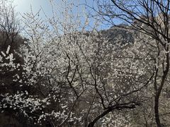 -北京凤凰岭