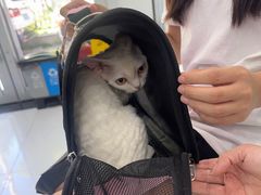 -纳吉亚猫专科动物诊疗中心(蒋宅口分院)