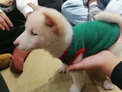 -逗柴咖啡屋·狗咖猫咖宠物桌游