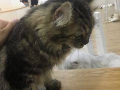 -李小姐の猫咖啡馆(五角场店)