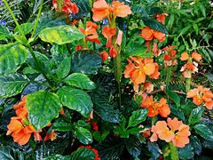 -国家植物园南园