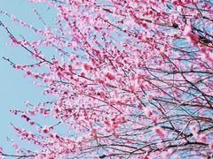 -新建村梅花