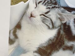 -COLOR PETS 撸猫馆·购猫·猫咖(长风大悦城店)