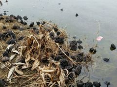 河塘-上海海湾国家森林公园