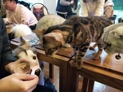 -李小姐の猫咖啡馆(五角场店)