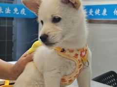 -艾贝尔宠物医院·24H转诊中心·肿瘤猫专科(江宁双龙店)