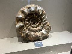 -安徽省地质博物馆