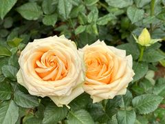 -人民公园(罗湖区)