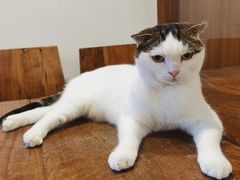 -喵园·猫主题咖啡厅·撸猫·猫咖(国贸店)