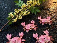 -石家庄市植物园