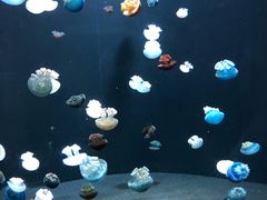 -新加坡海洋生态馆