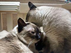 -藏猫猫咖啡主题馆(中央大道店)