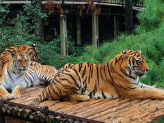 -云南野生动物园