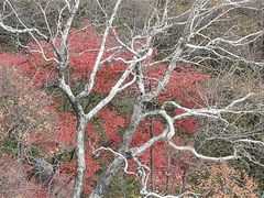 -丹东天桥沟景区