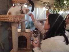-共舞时光猫咖·狗咖(新街口店)