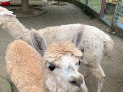 -武汉紫薇都市田园