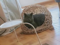 -MOYOYO猫咪咖啡店