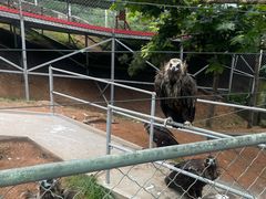 -西霞口神雕山野生动物世界