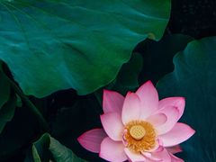 -白鹭湾湿地公园