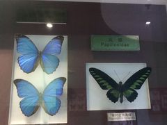 -上海昆虫博物馆