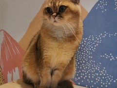 -滚猫咖啡·猫咖·猫友好撸猫(未来城店)