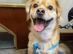 -宠爱国际动物医院· 猫科· 外科·中兽医(长白店)