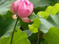 -陈家山荷花公园