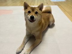 -叁拾壹克饺子·东北菜(国贸店)