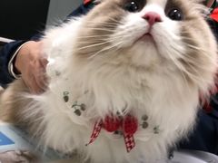 -伟伟宠物医院·瑞派猫友好医院·猫科(光谷店)