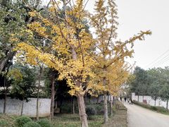 -三圣花乡旅游区