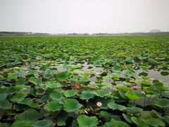 -天津东丽湖风景区